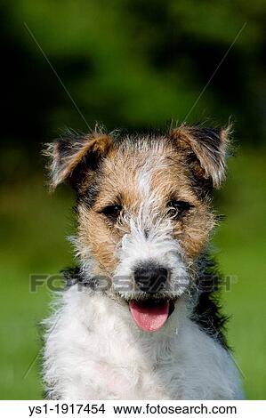 WIRE-HAIRED FOX TERRIER PUPPY View Large Photo Image Picture - WIRE-HAIRED FOX TERRIER PUPPY. Fotosearch