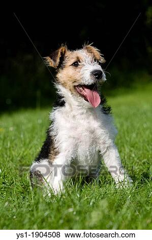 WIRE-HAIRED FOX TERRIER PUPPY View Large Photo Image Stock Photo - WIRE-HAIRED FOX TERRIER PUPPY. Fotosearch