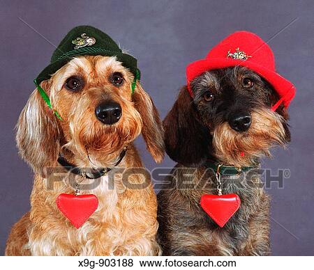 Wired Haired Dachshund View Large Photo Image Stock Photo - Wired Haired Dachshund. Fotosearch