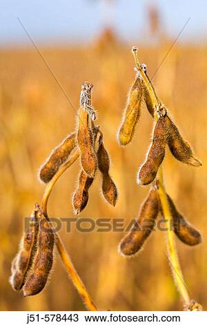 Wisconsin, Kenosha County Soybeans ready for harvest in midwest field, closeup of pods and stems View Large Photo Image Stock Image - Wisconsin, Kenosha County Soybeans ready for harvest in midwest field, closeup of pods and stems. Fotosearch