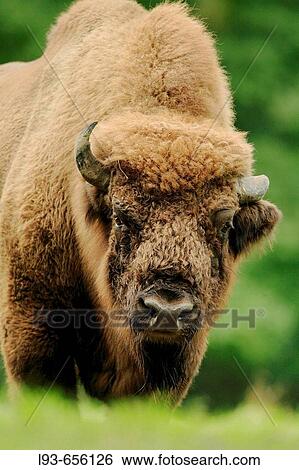 Wisent, bull, (Bison bonasus) View Large Photo Image Stock Photograph - Wisent, bull, (Bison bonasus). Fotosearch