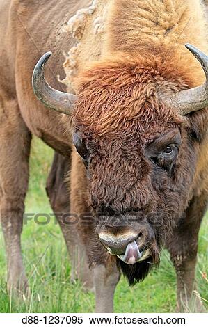 Wisent EUROPEAN BISON Bison bonasus Order: Artiodactyla Family: Bovidae. View Large Photo Image Stock Photography - Wisent EUROPEAN BISON Bison bonasus Order: Artiodactyla Family: Bovidae.. Fotosearch
