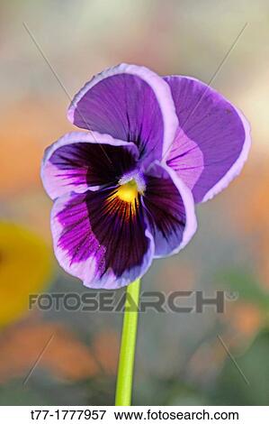 Wishbone Flower, Torenia fournieri View Large Photo Image Stock Photo - Wishbone Flower, Torenia fournieri. Fotosearch