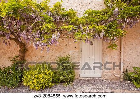 Wisteria srrounds a doorway in Saint-Dy? -sur-loire, Loir-et-Cher, Centre, France. View Large Photo Image Stock Photography - Wisteria srrounds a doorway in Saint-Dy? -sur-loire, Loir-et-Cher, Centre, France.. Fotosearch