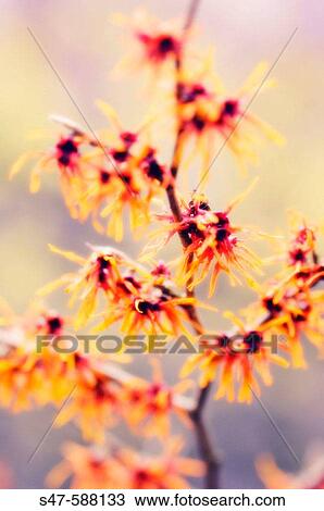 Witch Hazel (Hamamelis intermedia). February 2006. Maryland, USA View Large Photo Image Stock Image - Witch Hazel (Hamamelis intermedia). February 2006. Maryland, USA. Fotosearch