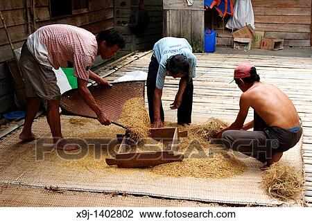 Wokers trample rice plants against a board to free the rice, Sarawak, Borneo View Large Photo Image Stock Image - Wokers trample rice plants against a board to free the rice, Sarawak, Borneo. Fotosearch