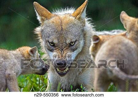 Wolf (Canis lupus), captive, cubs. Germany View Large Photo Image Stock Photograph - Wolf (Canis lupus), captive, cubs. Germany. Fotosearch