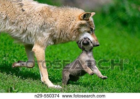 Wolf (Canis lupus), cub. Germany View Large Photo Image Picture - Wolf (Canis lupus), cub. Germany. Fotosearch