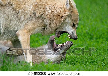 Wolf (Canis lupus), cubs. Germany View Large Photo Image Stock Photo - Wolf (Canis lupus), cubs. Germany. Fotosearch