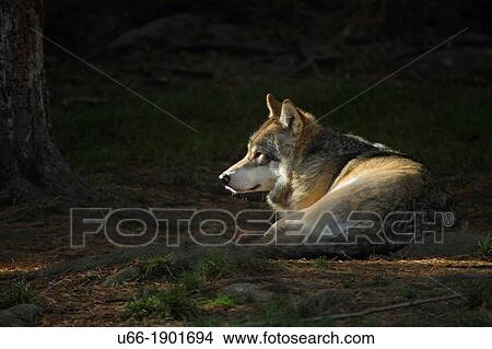 Wolf, Canis lupus, H? lsingland, Sweden. View Large Photo Image Picture - Wolf, Canis lupus, H? lsingland, Sweden.. Fotosearch