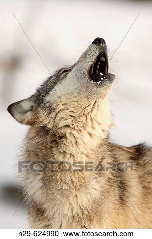 Stock Image - Wolf (Canis lupus) in a game farm. Minnesota. USA. Fotosearch