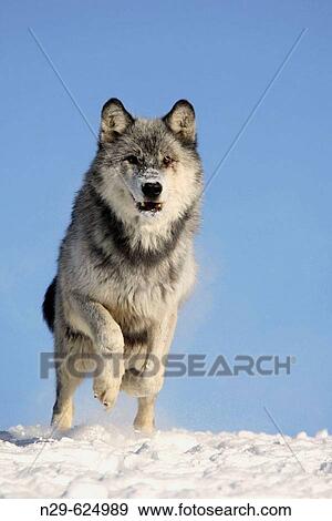Stock Photo - Wolf (Canis lupus) in a game farm. Minnesota. USA. Fotosearch