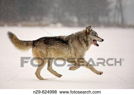 Wolf (Canis lupus) in a game farm. Minnesota. USA View Large Photo Image Stock Photo - Wolf (Canis lupus) in a game farm. Minnesota. USA. Fotosearch