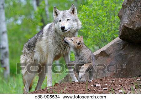 Wolf (Canis lupus). Minnesota, USA View Large Photo Image Picture - Wolf (Canis lupus). Minnesota, USA. Fotosearch