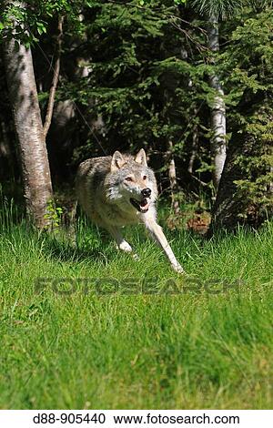 Stock Image - Wolf (Canis lupus). Montana, USA. Fotosearch