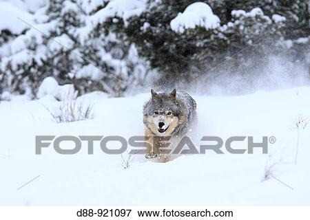 Wolf (Canis lupus). Montana, USA View Large Photo Image Stock Photo - Wolf (Canis lupus). Montana, USA. Fotosearch
