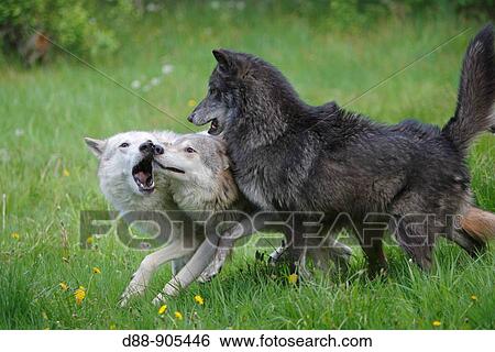 Stock Photograph - Wolf (Canis lupus). Montana, USA. Fotosearch