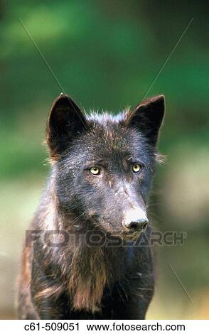Wolf (Canis lupus). View Large Photo Image Stock Image - Wolf (Canis lupus).. Fotosearch
