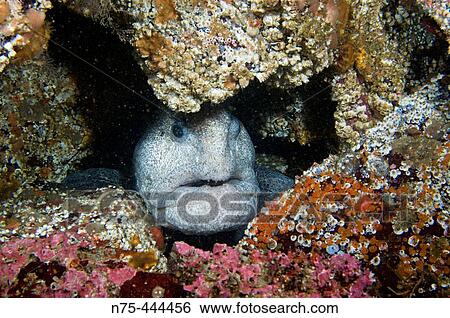 Wolf-eel, Pacific Northwest, Fish, Canada, Anarrhichthys ocellatus View Large Photo Image Stock Photograph - Wolf-eel, Pacific Northwest, Fish, Canada, Anarrhichthys ocellatus. Fotosearch