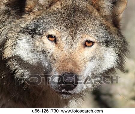 Wolf H? lsingland Sweden. View Large Photo Image Stock Image - Wolf H? lsingland Sweden.. Fotosearch