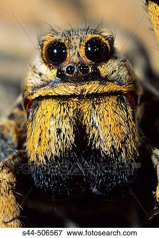 Stock Photo - Wolf Spider (Lycosa fasciventris). Fotosearch