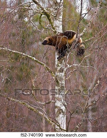 Wolverine (Gulo gulo) View Large Photo Image Stock Image - Wolverine (Gulo gulo). Fotosearch