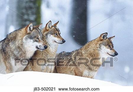 Wolves (Canis lupus), Bayerischer Wald Nationalpark. Bavaria, Germany View Large Photo Image Stock Image - Wolves (Canis lupus), Bayerischer Wald Nationalpark. Bavaria, Germany. Fotosearch