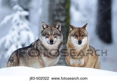 Wolves (Canis lupus), Bayerischer Wald Nationalpark. Bavaria, Germany View Large Photo Image Stock Image - Wolves (Canis lupus), Bayerischer Wald Nationalpark. Bavaria, Germany. Fotosearch