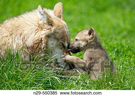 Wolves (Canis lupus), mother and cub, captive. Germany View Large Photo Image Stock Photography - Wolves (Canis lupus), mother and cub, captive. Germany. Fotosearch