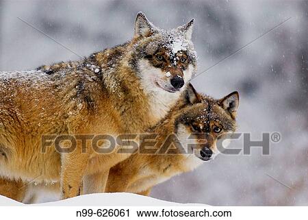 Stock Image - Wolves (Canis lupus). Nationalpark Bayerischer Wald, Bavarian Forest, Germany. Fotosearch