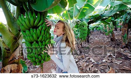 Woman and Banana Tree, Tenerife, Spain View Large Photo Image Stock Image - Woman and Banana Tree, Tenerife, Spain. Fotosearch