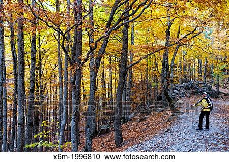 Woman and deciduous forest in autumn. View Large Photo Image Stock Image - Woman and deciduous forest in autumn.. Fotosearch