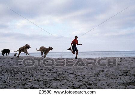 Woman and dogs running on beach View Large Photo Image Stock Image - Woman and dogs running on beach. Fotosearch
