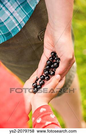 Woman and young child harvesting Black currants (Ribes nigrum) in garden. View Large Photo Image Stock Photo - Woman and young child harvesting Black currants (Ribes nigrum) in garden.. Fotosearch
