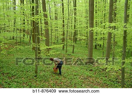 Woman collecting Ramson leaves in the wood View Large Photo Image Stock Photo - Woman collecting Ramson leaves in the wood. Fotosearch