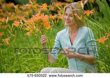 woman cutting a bouquet of lillies View Large Photo Image Stock Image - woman cutting a bouquet of lillies. Fotosearch