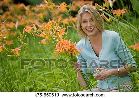 woman cutting bouquet of lillies View Large Photo Image Stock Photo - woman cutting bouquet of lillies. Fotosearch