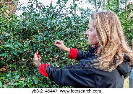 Woman Cutting Holly at Christmas, Lewes, Sussex, England. View Large Photo Image Stock Photo - Woman Cutting Holly at Christmas, Lewes, Sussex, England.. Fotosearch