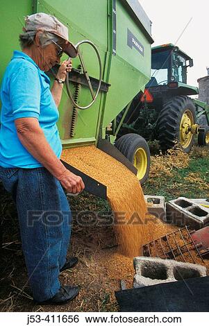 Woman farmer emptying grain cart. Nebraska. USA. View Large Photo Image Stock Photograph - Woman farmer emptying grain cart. Nebraska. USA.. Fotosearch