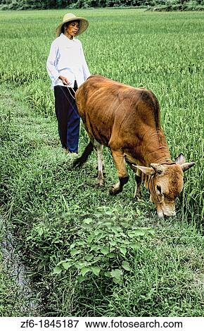 Woman farmer with oxen tilling land near the Li River in Guilin China View Large Photo Image Stock Photo - Woman farmer with oxen tilling land near the Li River in Guilin China. Fotosearch