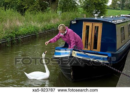 Woman feeding a goose, Llangollen Canal, England, UK View Large Photo Image Stock Photo - Woman feeding a goose, Llangollen Canal, England, UK. Fotosearch