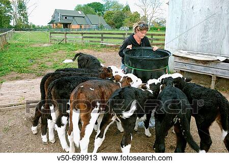 Woman feeding baby calves in a farm in Hautapu, Cambridge, New Zealand View Large Photo Image Stock Image - Woman feeding baby calves in a farm in Hautapu, Cambridge, New Zealand. Fotosearch