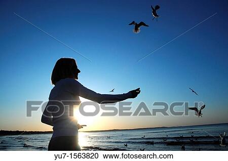 Woman feeding birds, Baltic Sea, Swinoujscie in Poland View Large Photo Image Stock Image - Woman feeding birds, Baltic Sea, Swinoujscie in Poland. Fotosearch