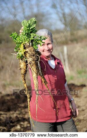 Stock Photo - Woman gardener showing a bunch of Parsnips which have just been dug up. Fotosearch