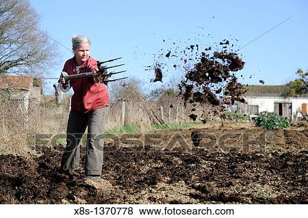 Woman gardener spreading manure on the vegetable plot View Large Photo Image Stock Photo - Woman gardener spreading manure on the vegetable plot. Fotosearch