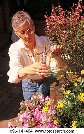 Picture - Woman gardening. Fotosearch