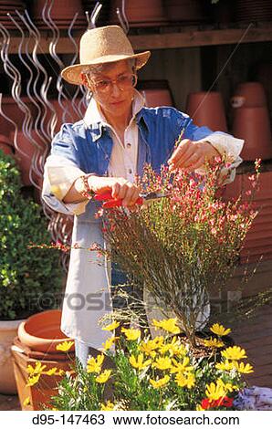 Woman gardening View Large Photo Image Stock Image - Woman gardening. Fotosearch