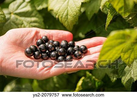 Woman harvesting Black currants (Ribes nigrum) from bush in garden. View Large Photo Image Stock Photo - Woman harvesting Black currants (Ribes nigrum) from bush in garden.. Fotosearch