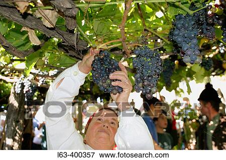 Stock Photo - Woman harvesting. Festas das Vindimas (grape harvest festival). Estreito da Camara de Lobos. Madeira. Portugal.. Fotosearch