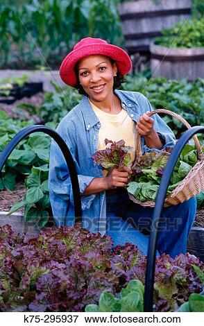 woman harvesting lettuce in her garden View Large Photo Image Stock Photo - woman harvesting lettuce in her garden. Fotosearch